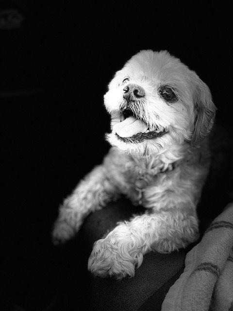 Black and white photo of a fluffy dog with open mouth, lying down and looking content.