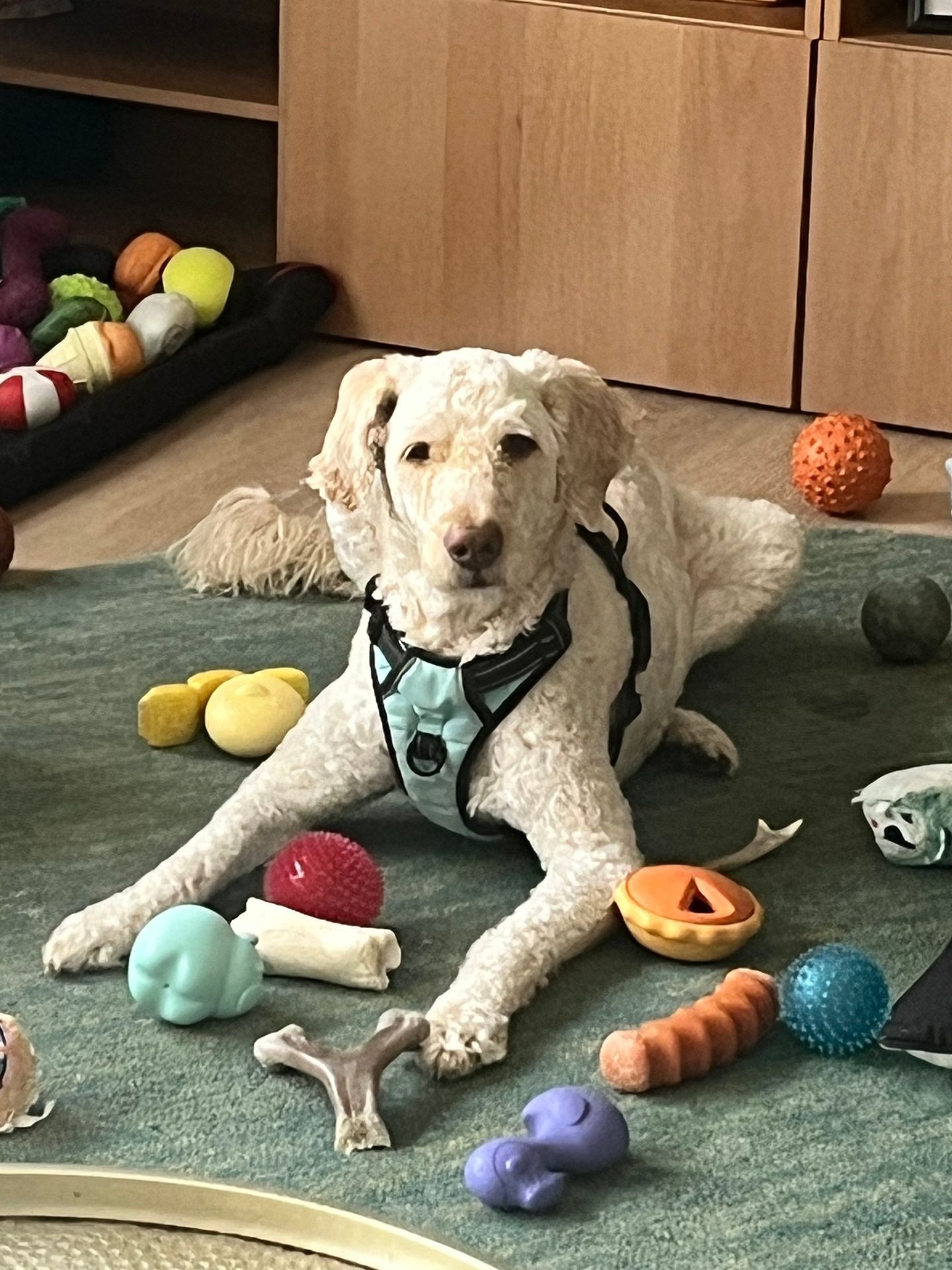 White dog wearing a harness laying on a green carpet surrounded by various colorful toys and chew items.