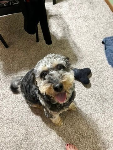 Happy black and gray dog sitting on a carpeted floor with a plush toy bone nearby.