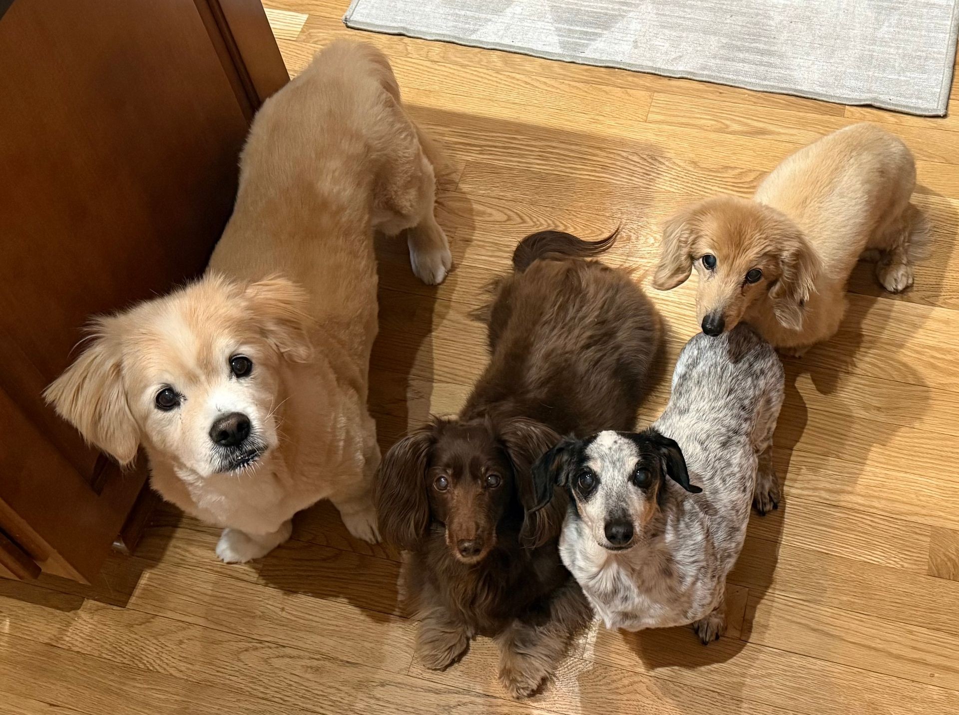 Four small dogs sitting on a wooden floor, looking up with curious expressions.