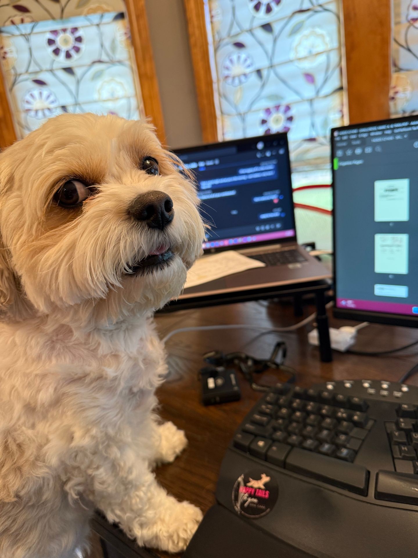 Small dog sitting on a desk with two computer screens and a keyboard, looking towards the camera.