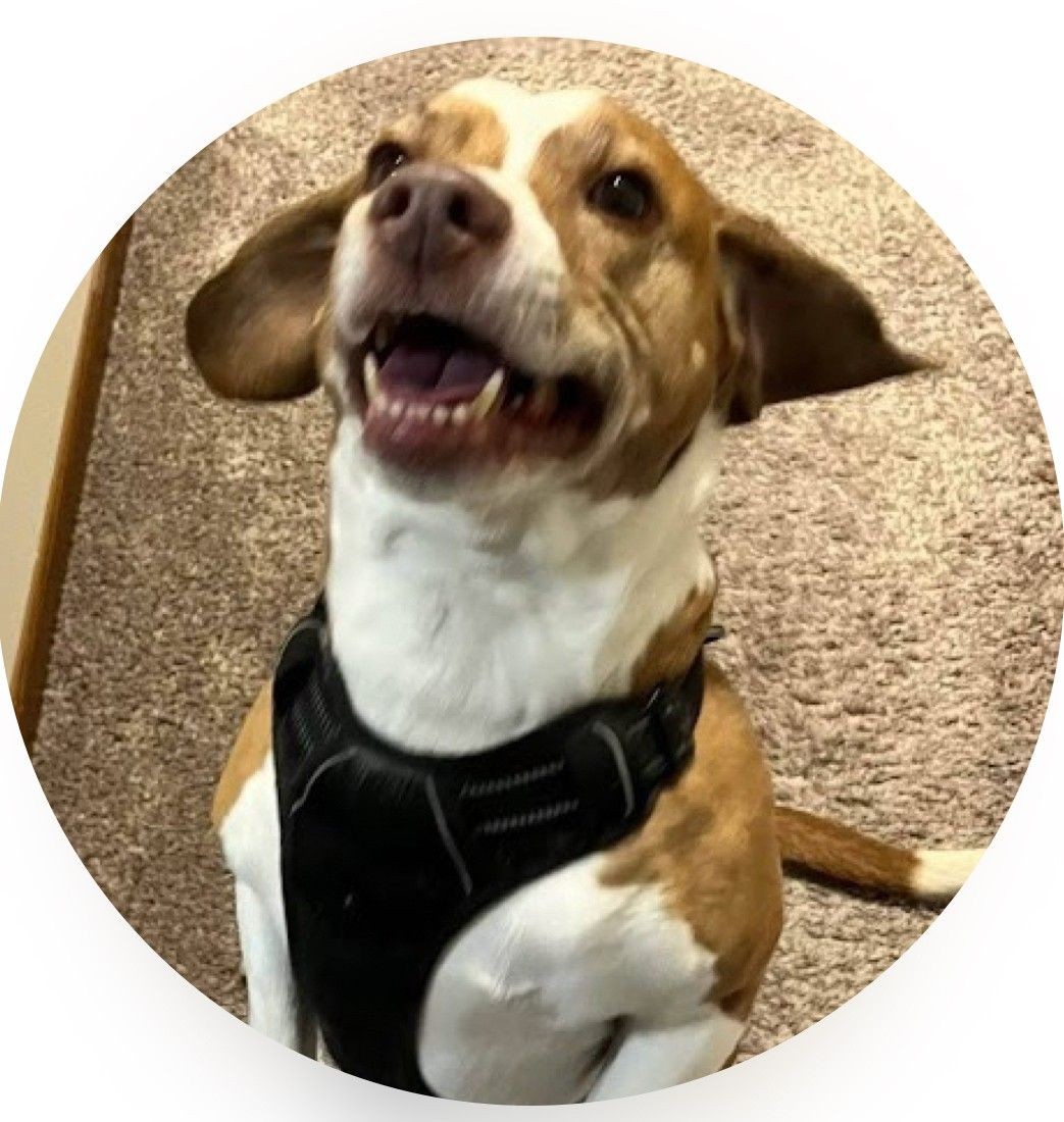 Happy brown and white dog wearing a black harness sitting on carpeted floor.