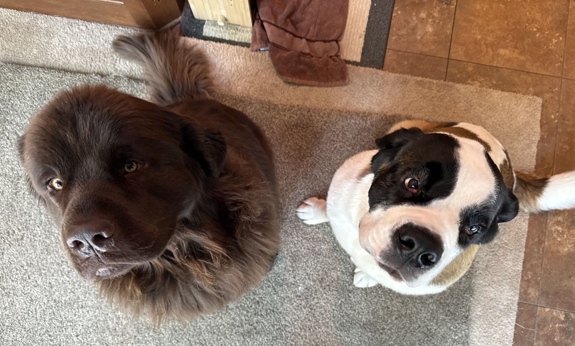 Two large dogs sitting on a carpet looking up with curious expressions.