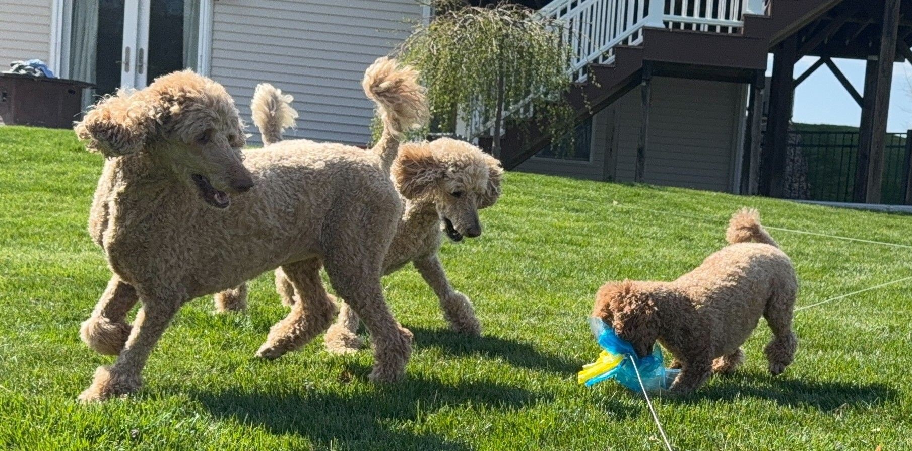 Three poodles playing on a grassy lawn near a house, one holding a colorful toy.