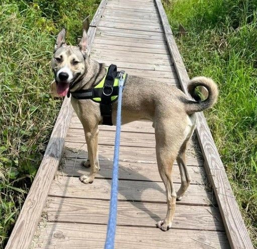 Dog in a harness standing on a wooden boardwalk in a lush, green outdoor setting.