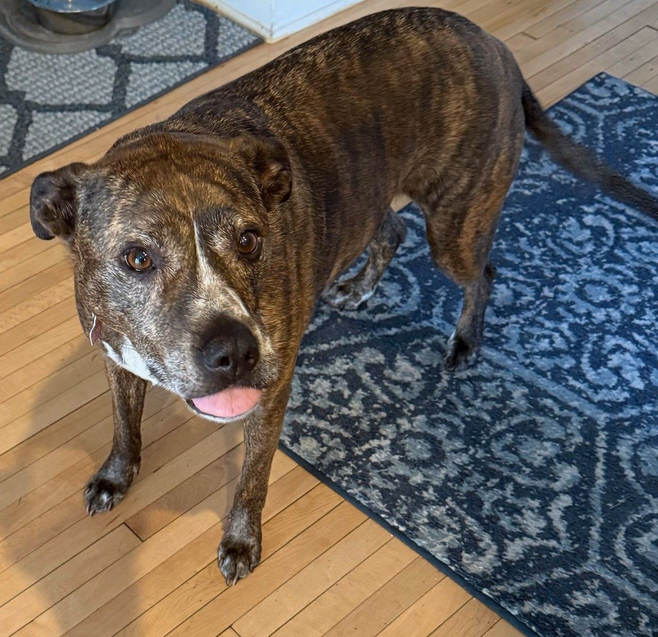 Brindle dog standing on a blue patterned rug, looking up with its tongue slightly out.